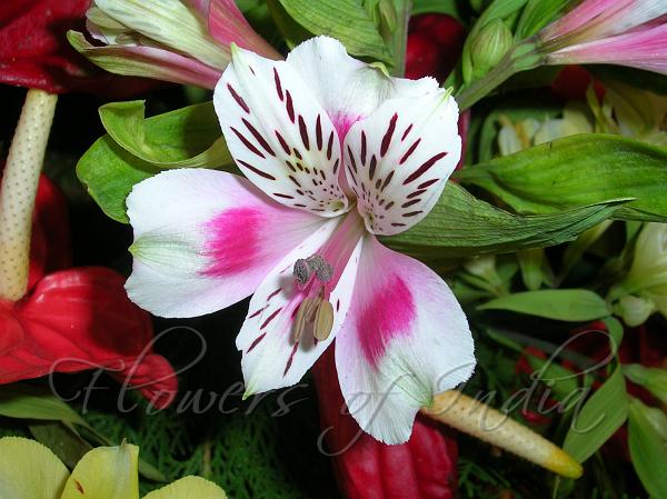 Peruvian Lily